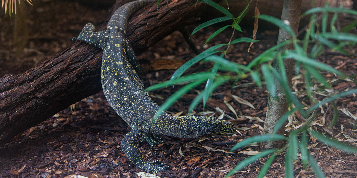 A large lizard, called a crocodile monitor, climbs over a log. It has scaly, spotted skin, a long, whip-like tail and curved claws.