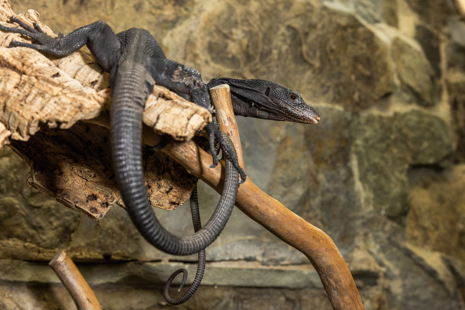 A black tree monitor (lizard) with dark coloration, an elongated body and a long, slender tail rests on a branch with its head raised