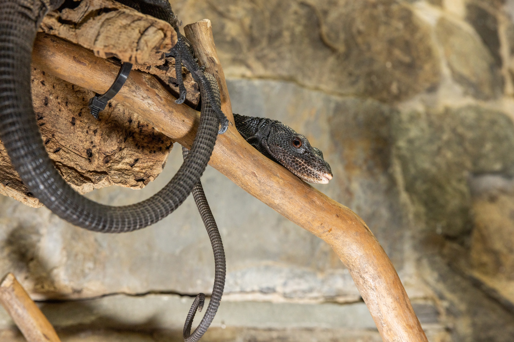 A black tree monitor (lizard) with dark coloration, an elongated body and a long, slender tail rests on a branch