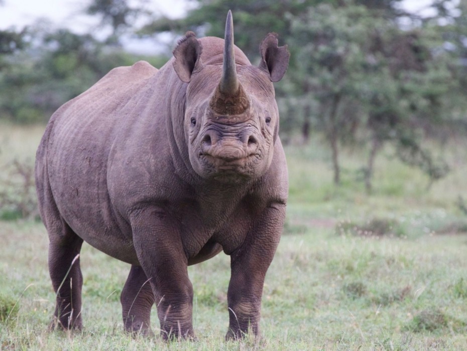 A bulky gray rhinoceros faces the camera. In the background are wild grasses and trees.