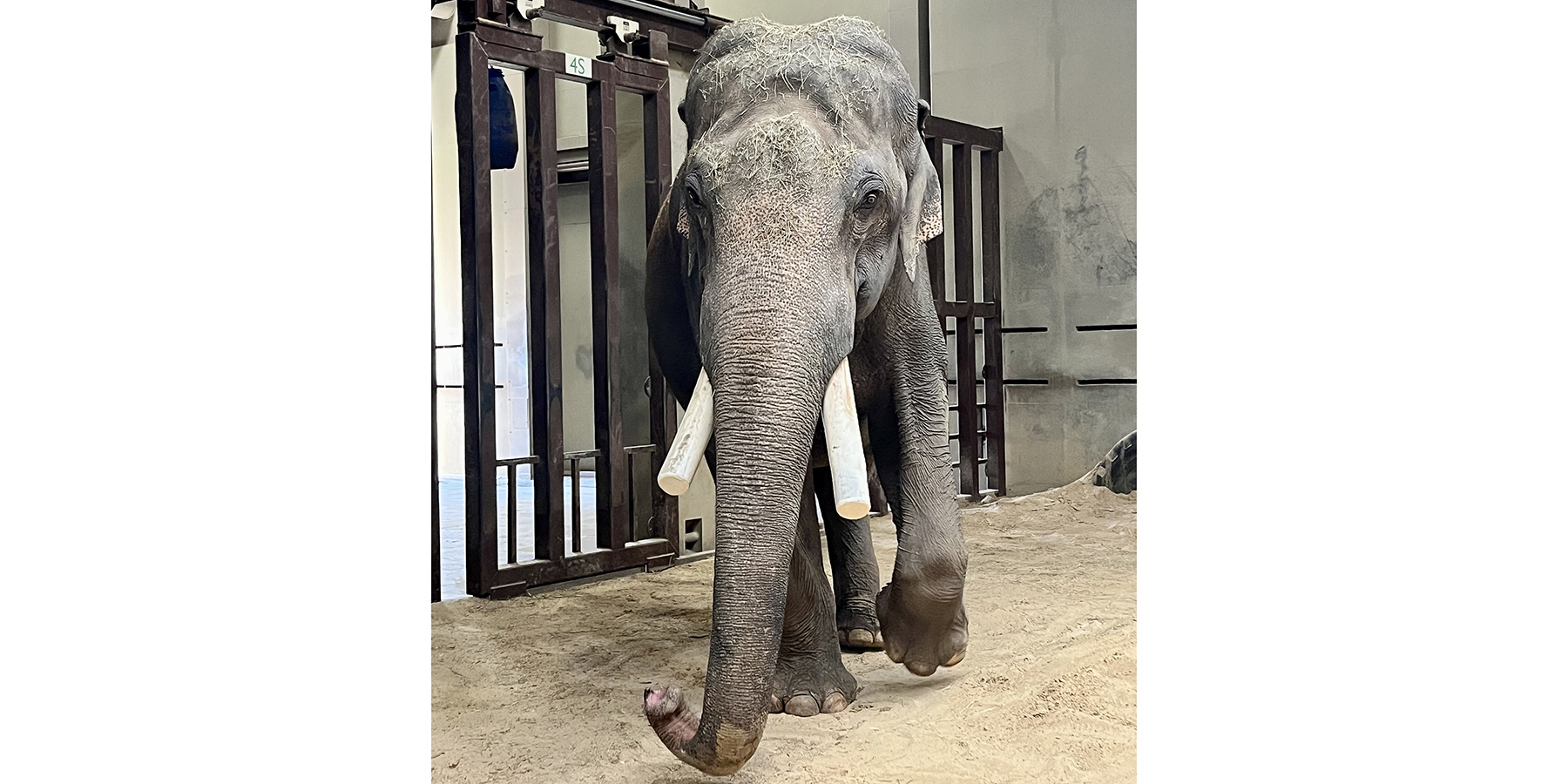 Asian elephant Spike walking toward the viewer.