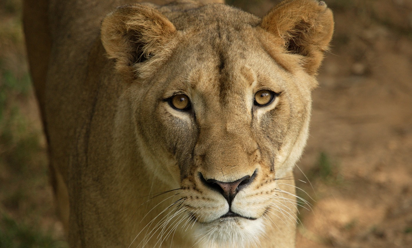 A female lion at the Smithsonian's National Zoo.