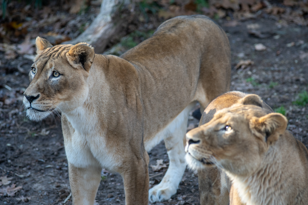 Female African lions Sheera and Amahle in the Great Cats exhibit at the Smithsonian's National Zoo.