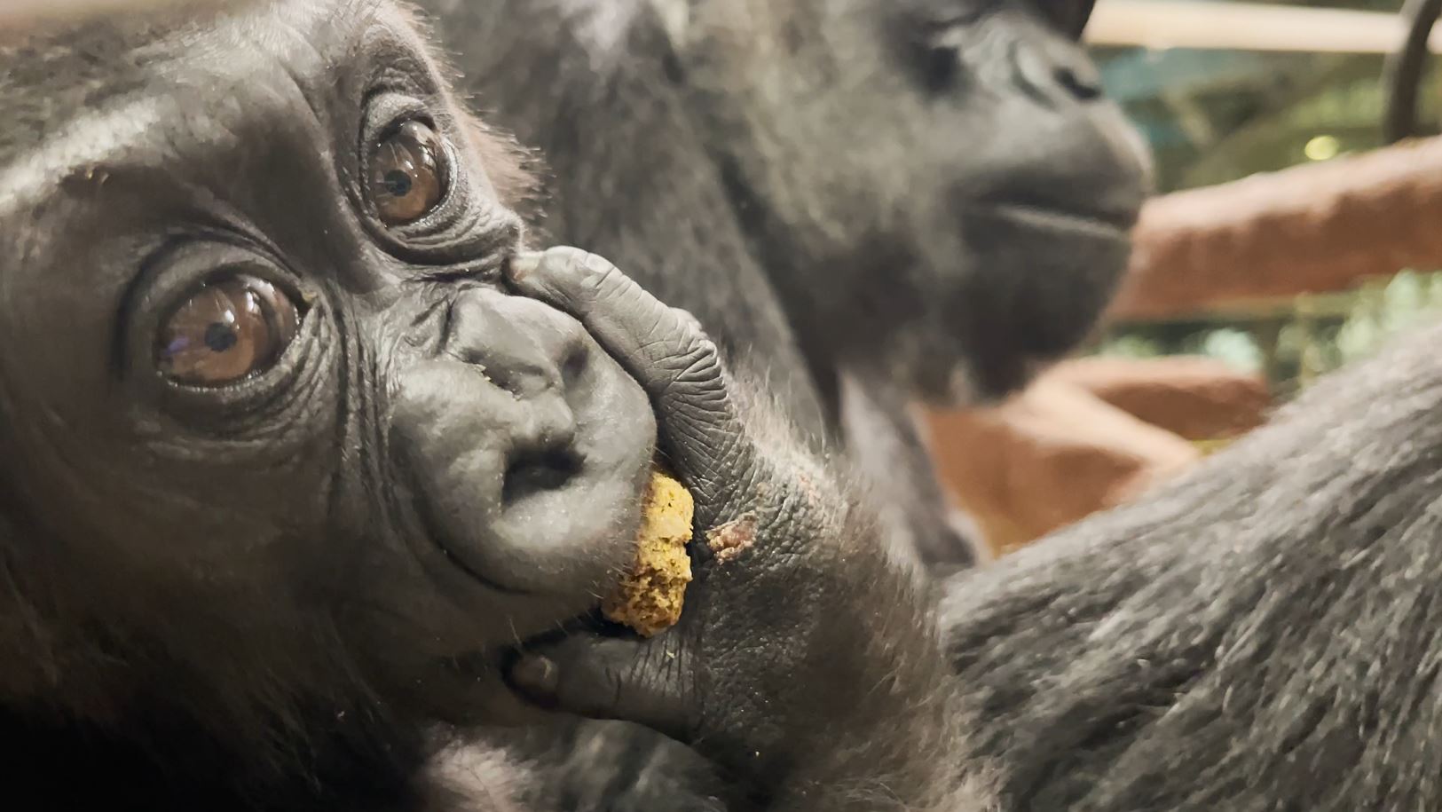 Western lowland gorilla Zahra eating a primate chow biscuit. 