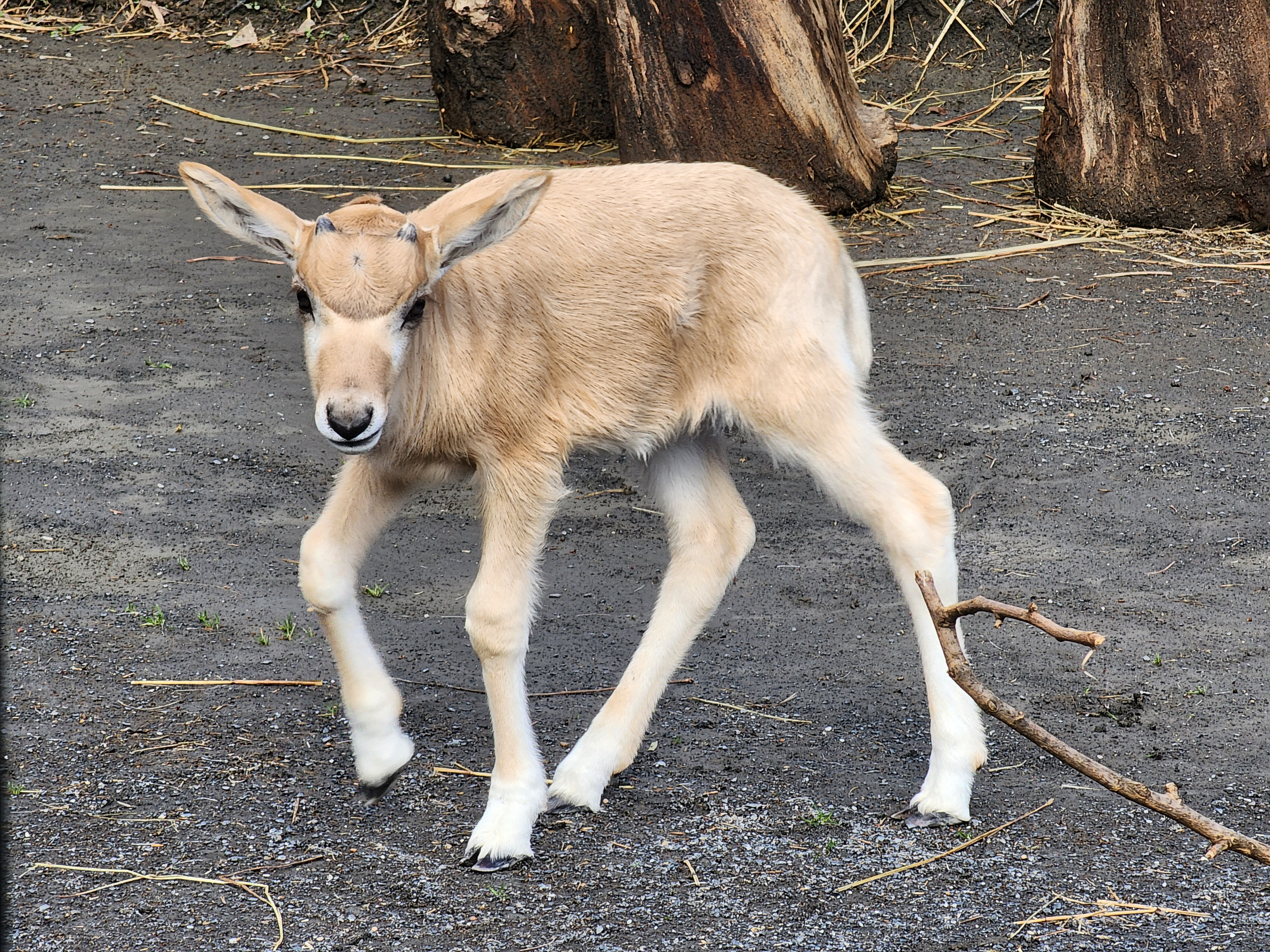 An addax calf walks through the Africa Trail habitat. Addax are stocky, sturdy antelopes with short, slender legs and short tails. The calf has two small horns on the top of her head. She has a tan coat and white facial blazes that resemble an ‘x’ running between her eyes.