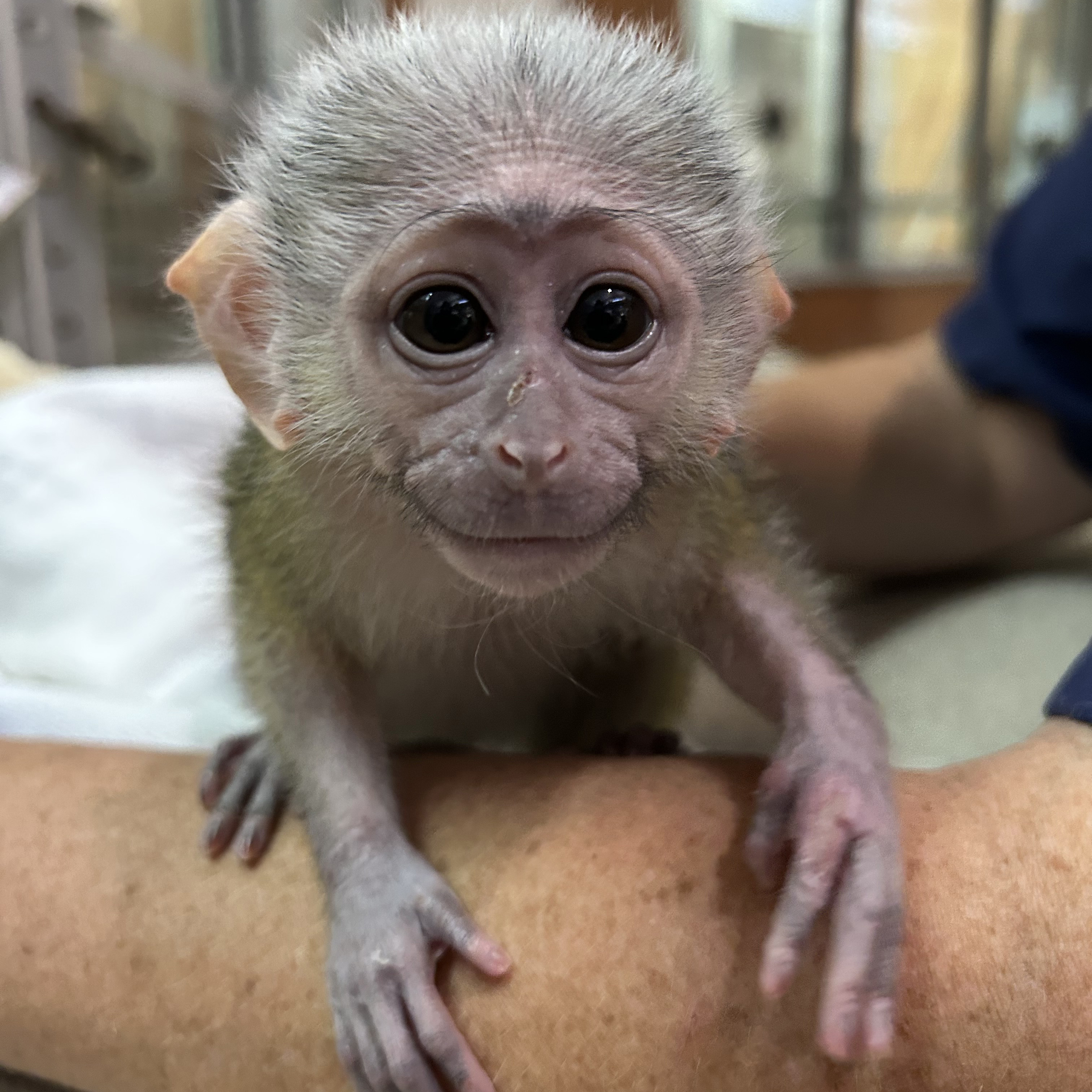 A small swamp monkey looks into the camera while draped over a keeper's arm.