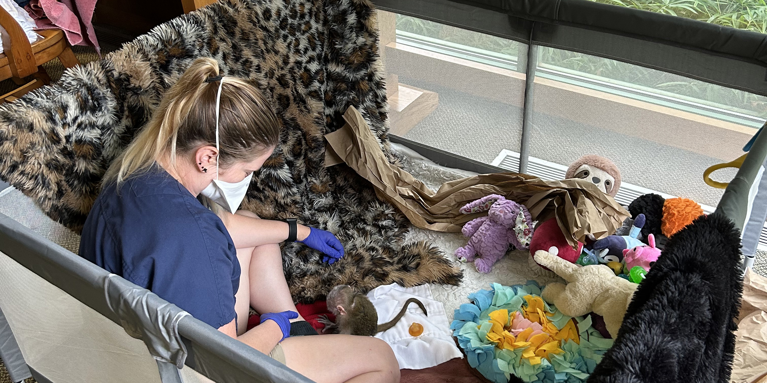 A masked keeper sits in a playpen with a baby swamp monkey, along with various blankets, toys and enrichment items. 