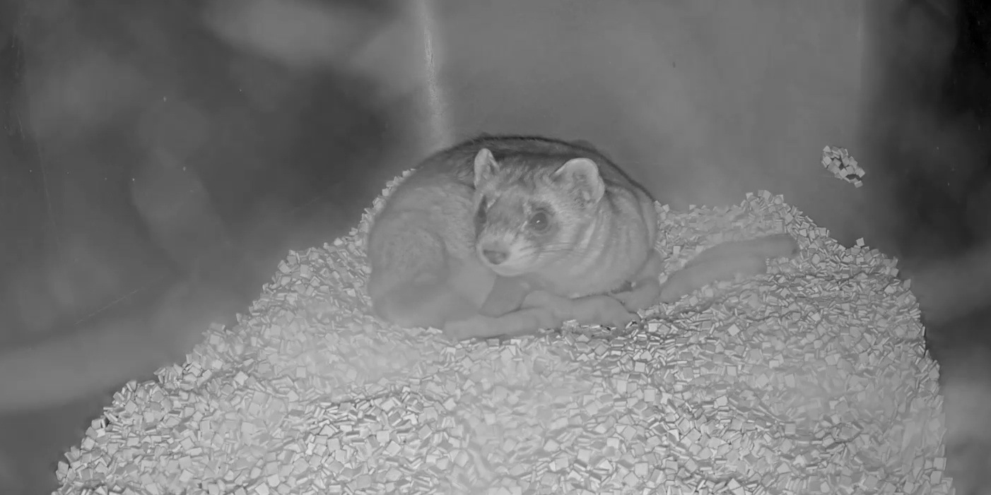 Photo of black-footed ferret with her newborn kits.