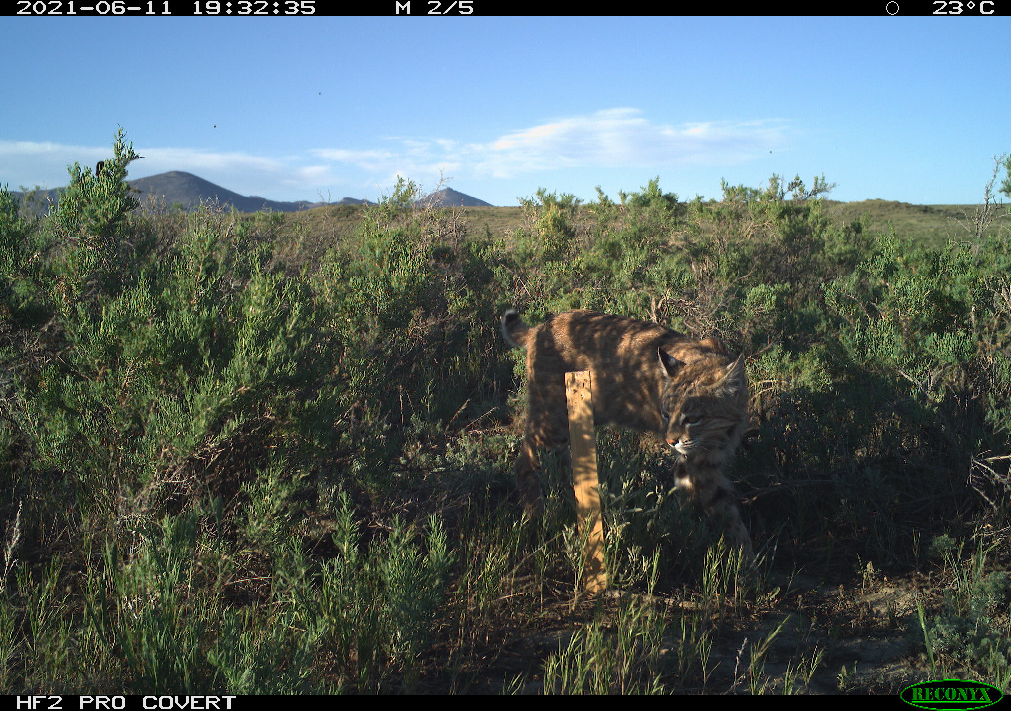 Photo of a bobcat circling a scent lure in a brush-filled field. 