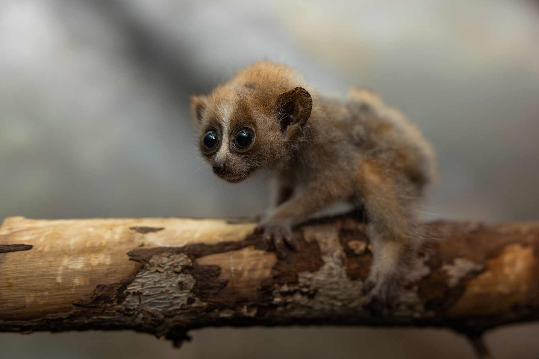 A pygmy slow loris baby walks along a tree branch in its exhibit. 