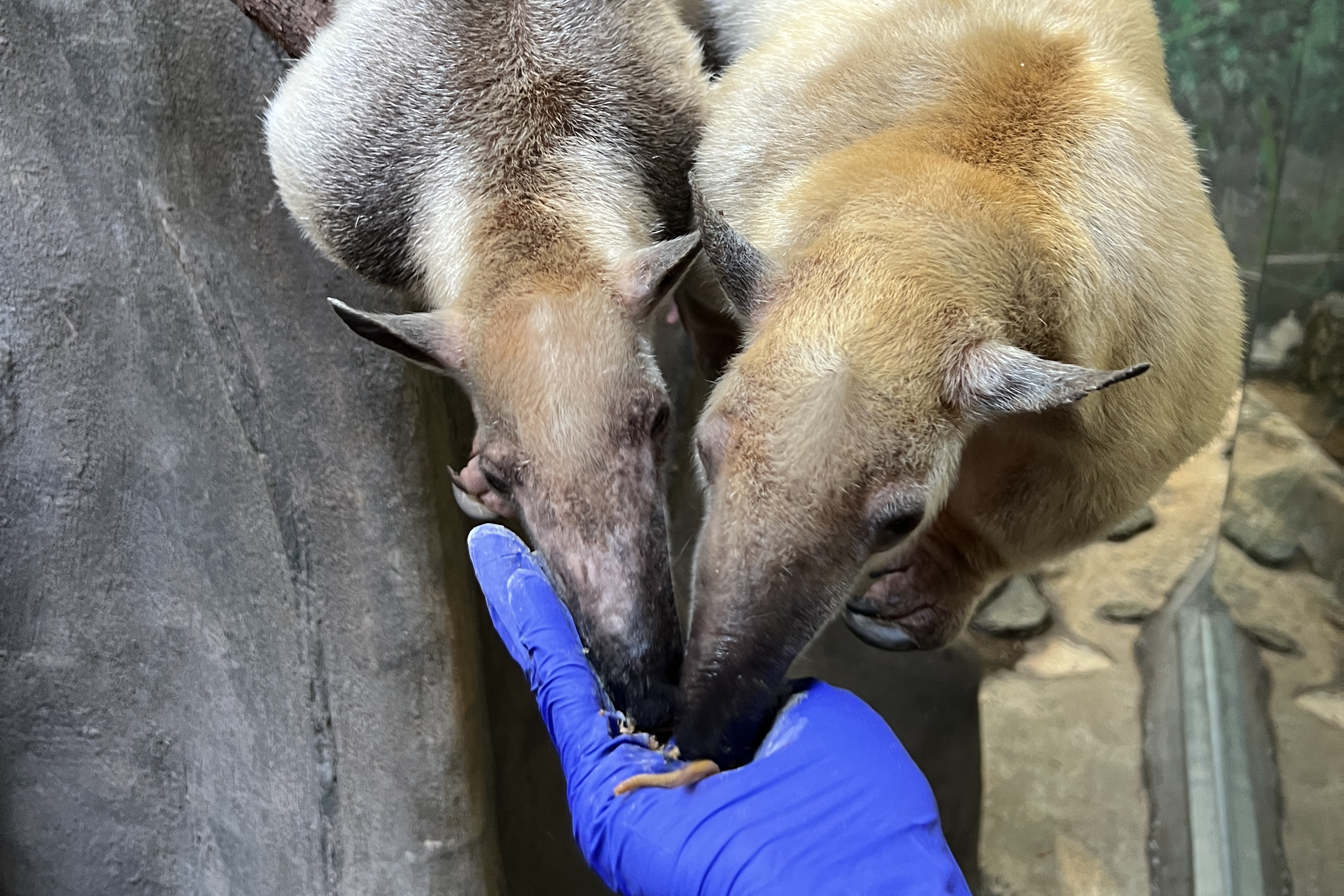 Southern tamanduas Manny and Cayenne eat meal worms out of their keeper's hand.