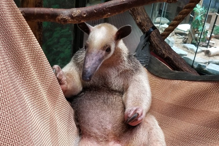 Southern tamandua Manny relaxes in his hammock at the Small Mammal House.