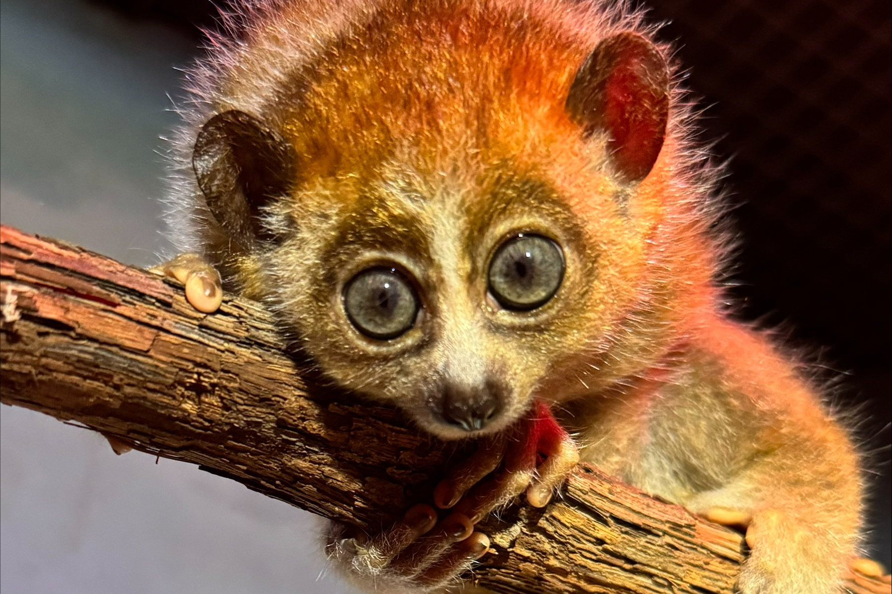 Male pygmy slow loris Zuko grips a tree branch in his exhibit.