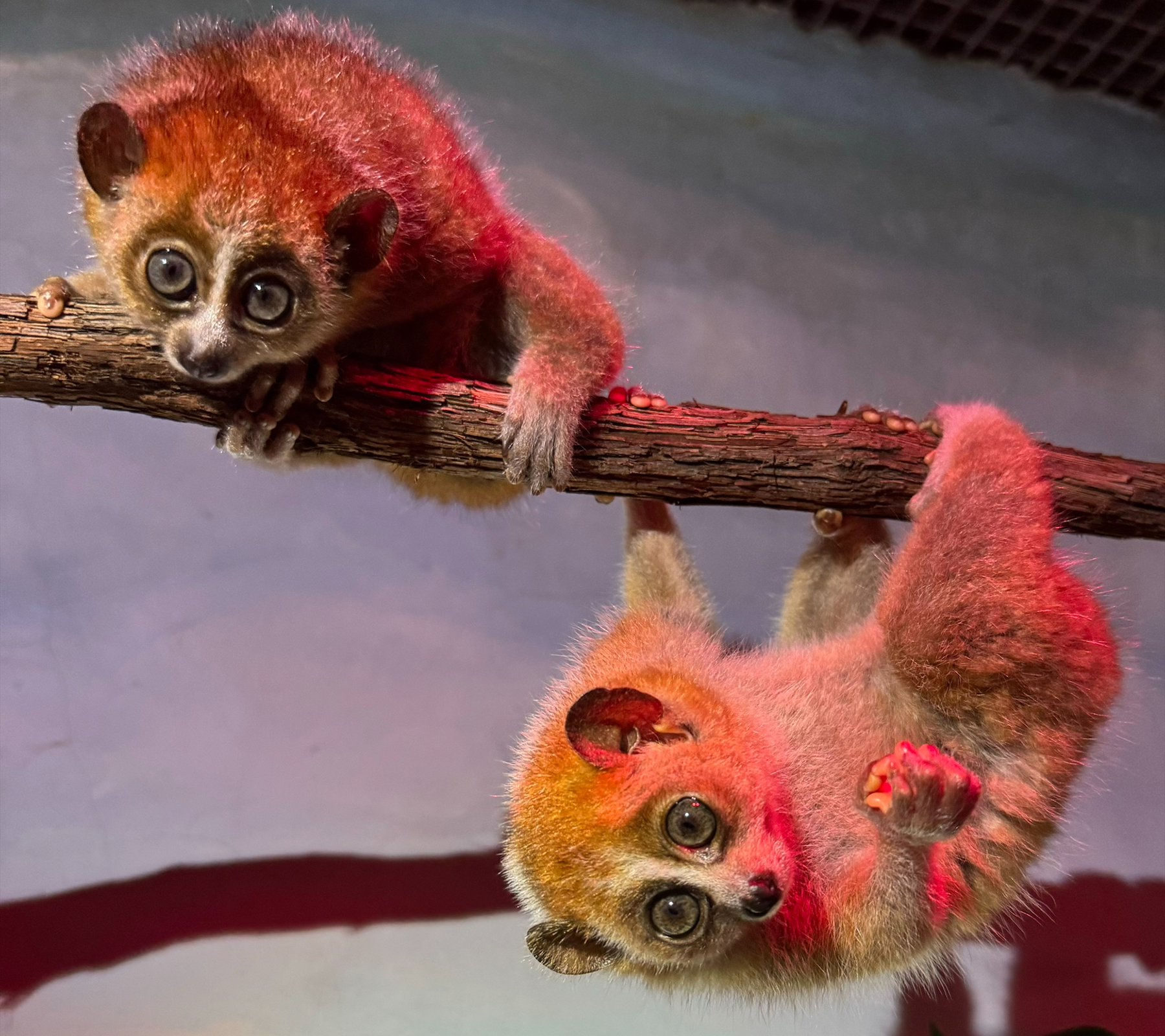 Pygmy slow loris babies Zuko (left) and Azula (right) hang out on the branches in their habitat at the Small Mammal House.