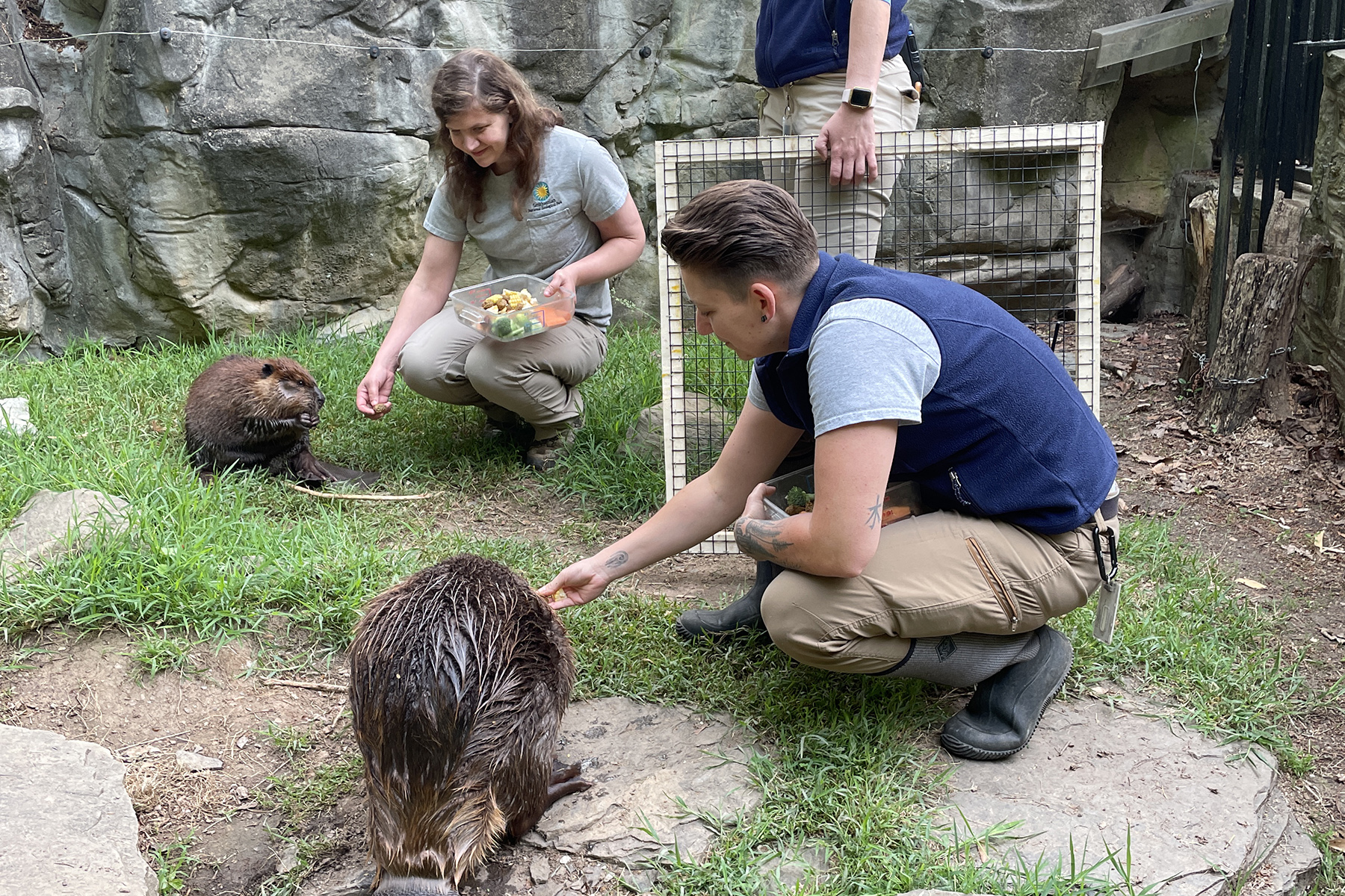 Keepers Diana Vogel and Sam Milne conduct introductions between beavers Aspen and Juniper. The beavers face one another and calmly sit and eat the vegetables being offered by keepers. Nearby, curator Rebecca Sturniolo holds a portable mesh screen, called a "howdy door," which could be placed as a protective barrier between the beavers if the need to separate them arose.