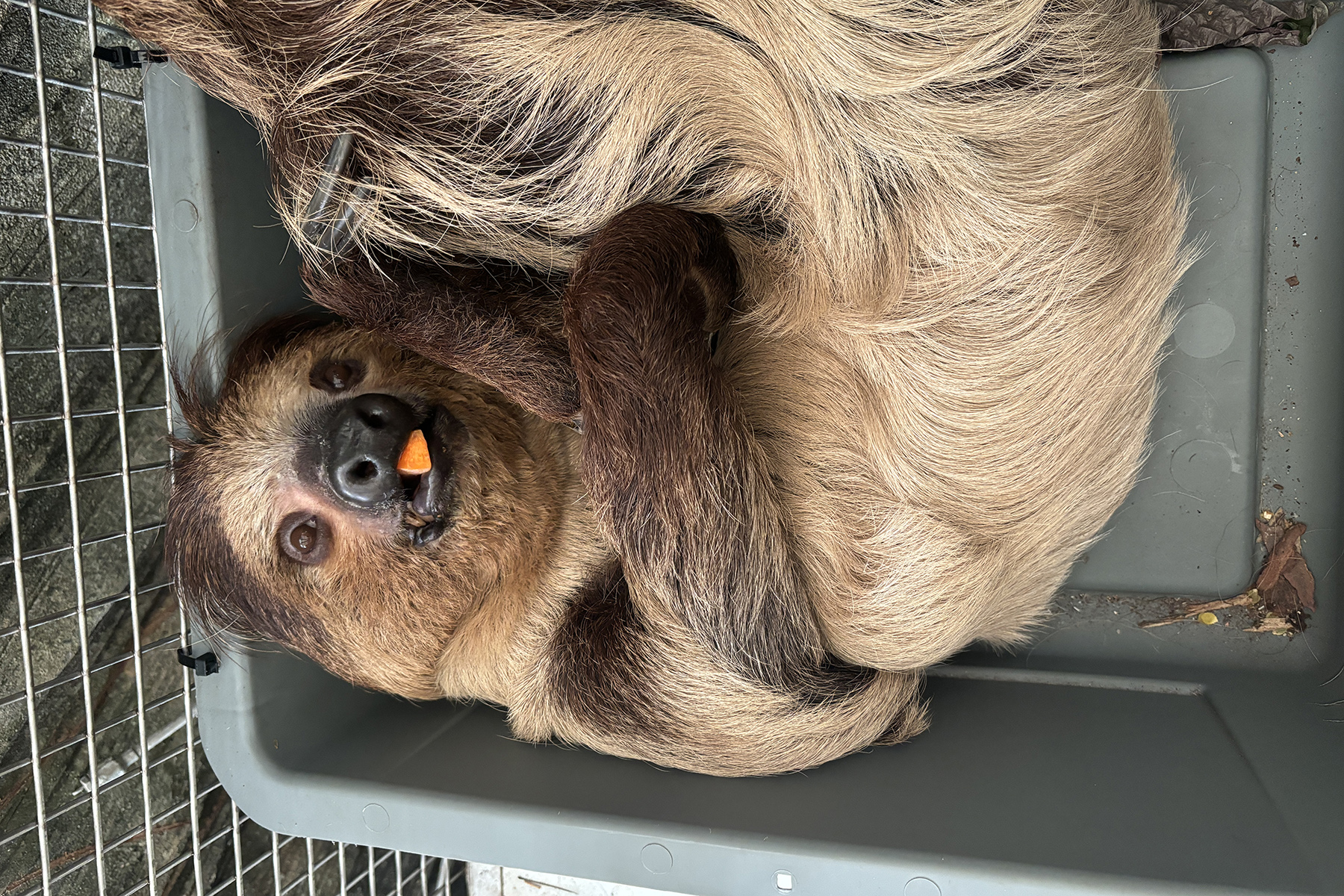 A close-up of Howie, a southern two-towed sloth. He is resting on his back inside a gray bin with a piece of carrot in his mouth, looking up at the viewer.