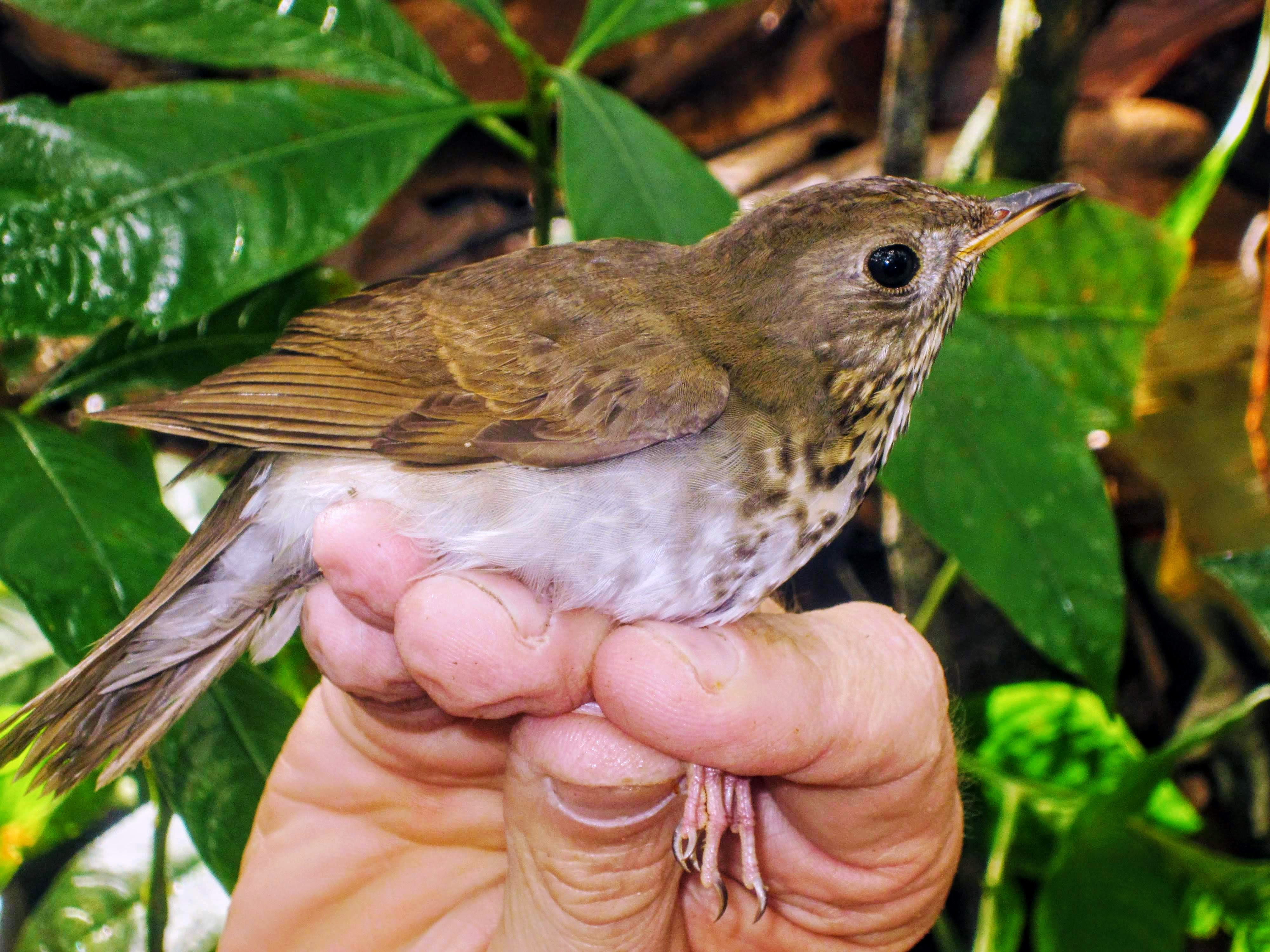 Bicknell's Thrush