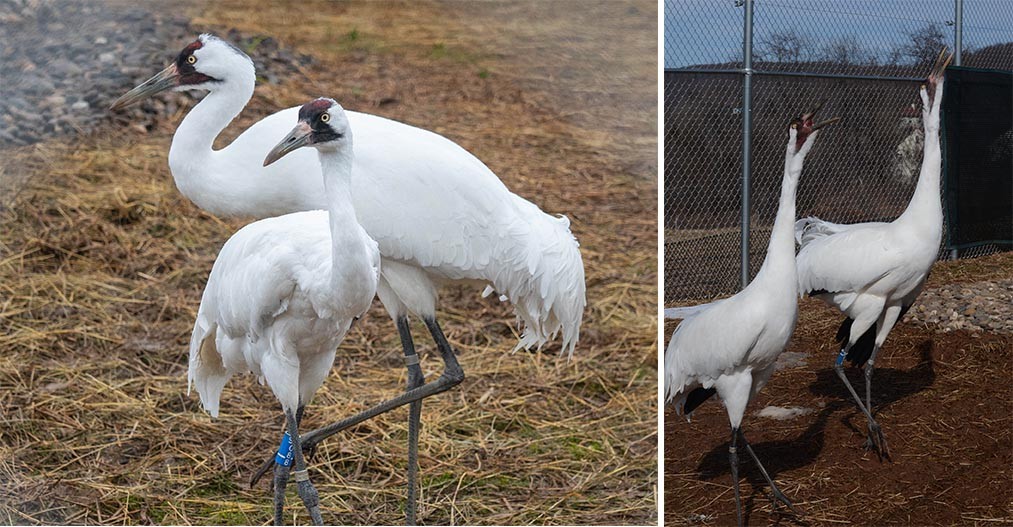 A pair of whooping cranes standing together and unison calling.	