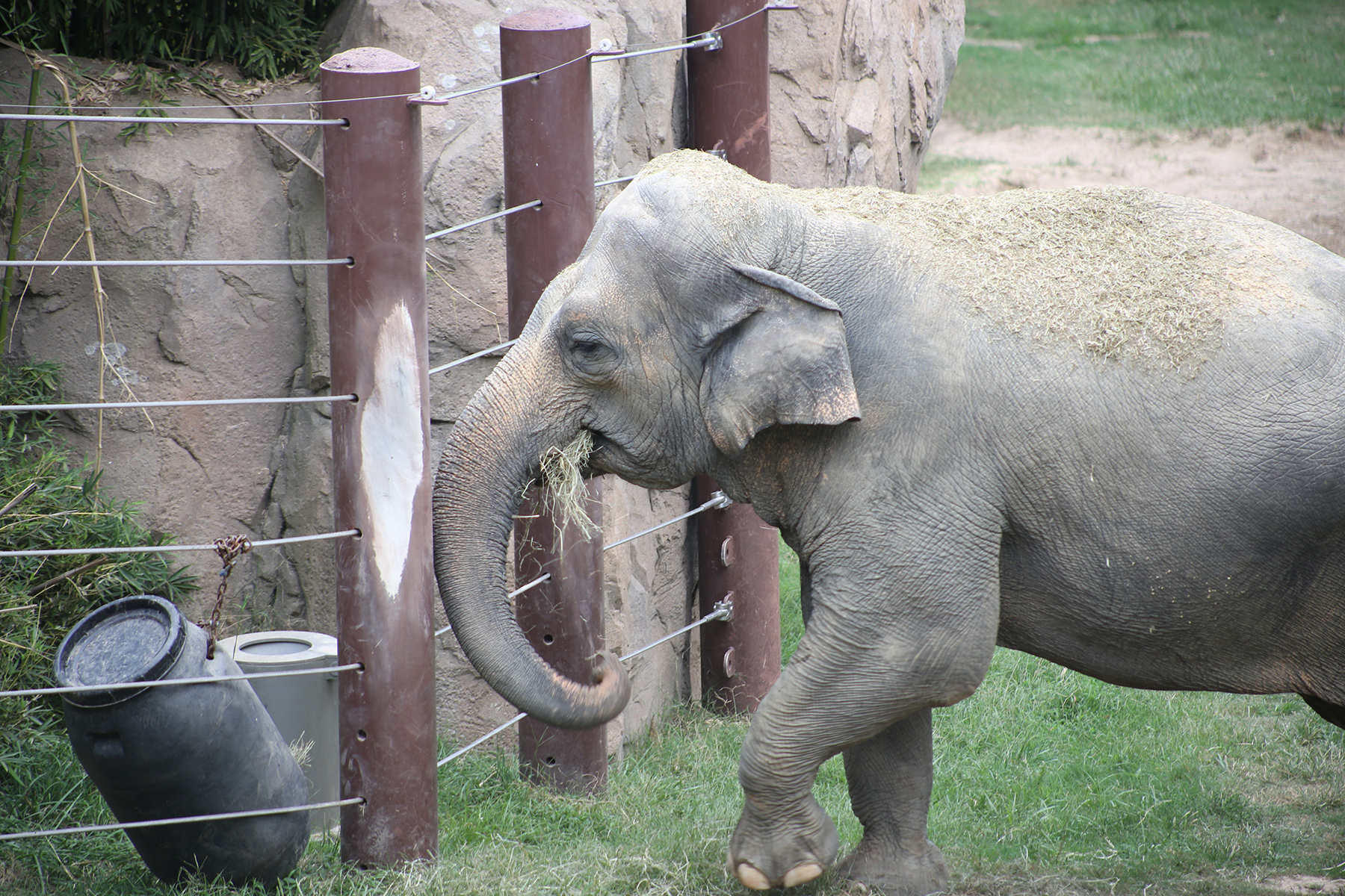 Asian elephant Bozie forages for hay from a specialized feeder.