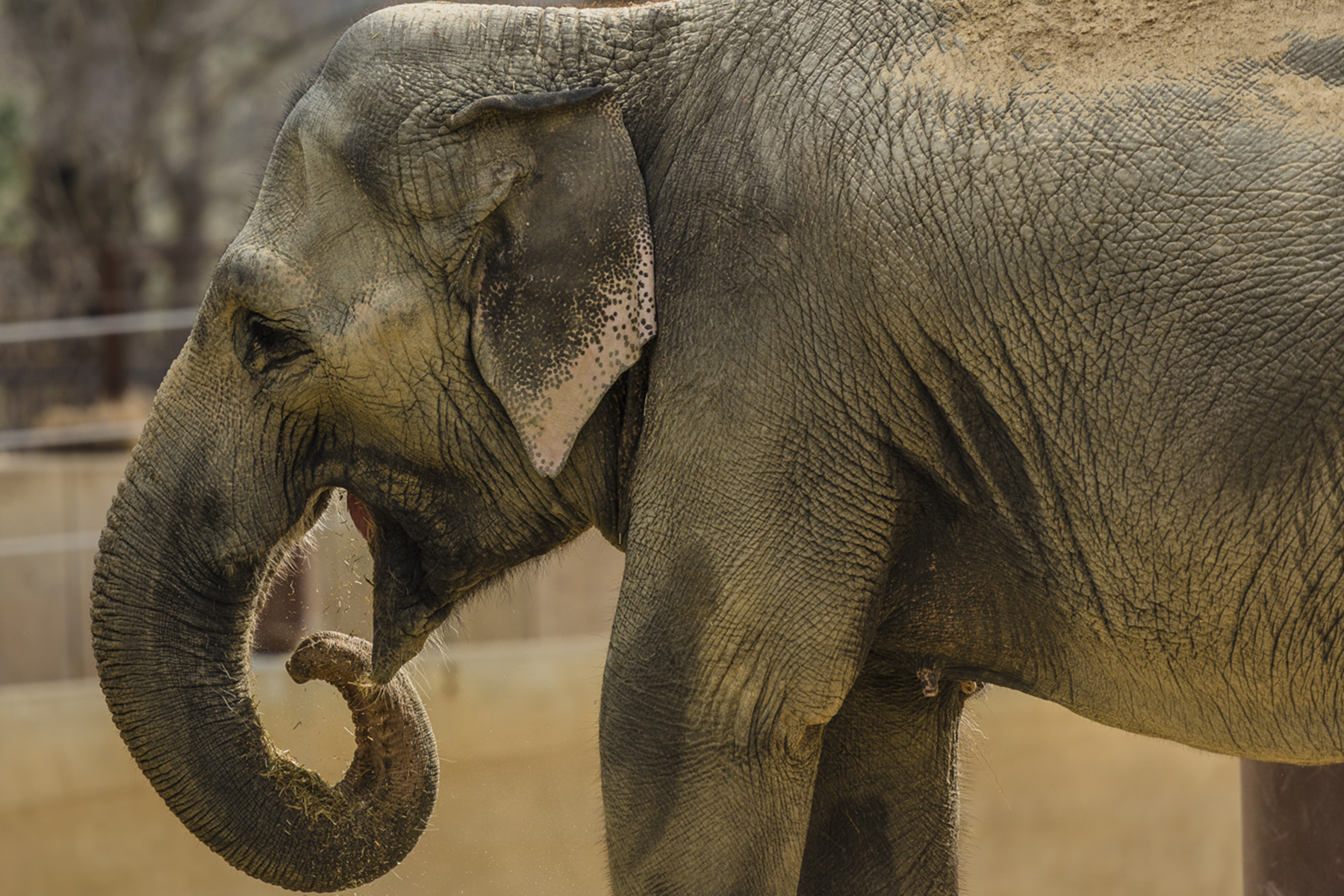 Asian elephant Swarna curls her trunk toward her mouth.