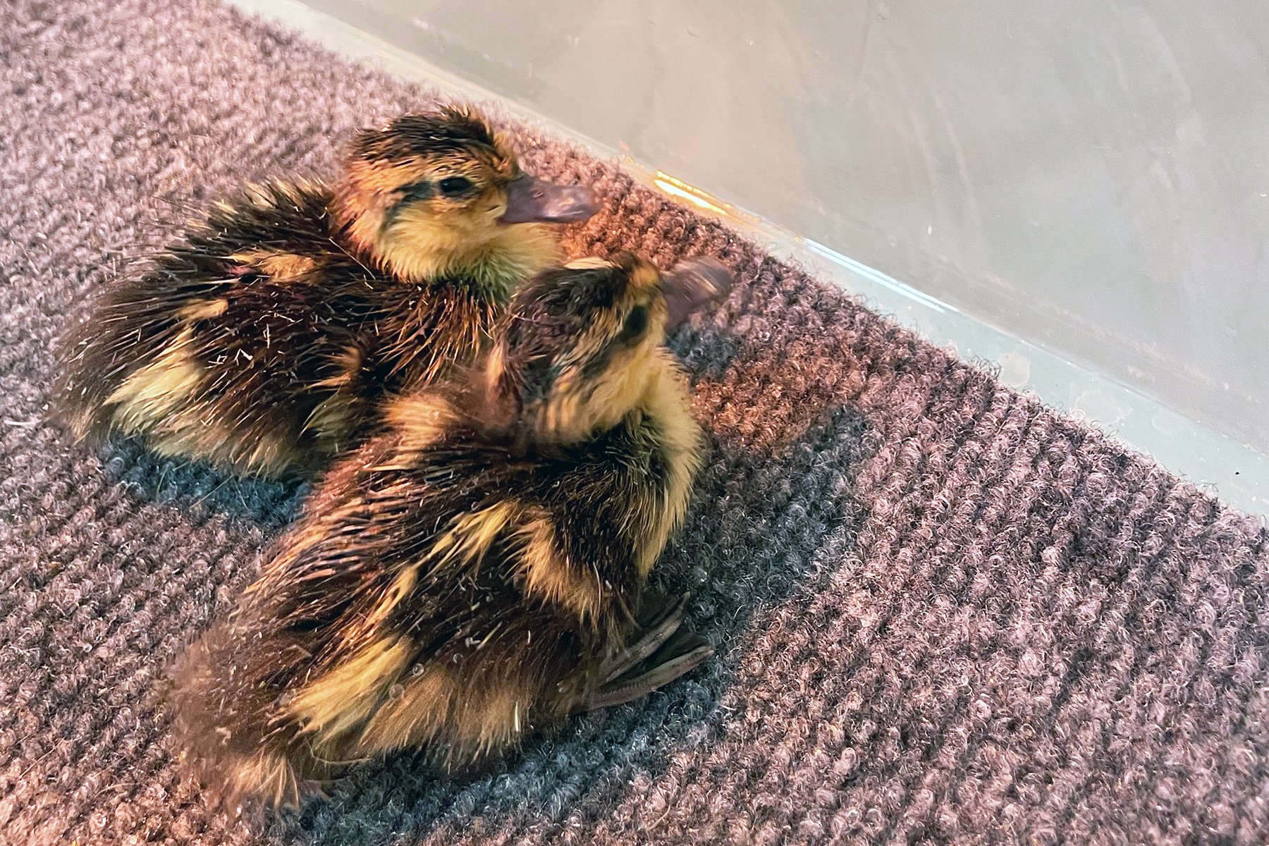 Two canvasback ducklings behind the scenes at the Bird House. 