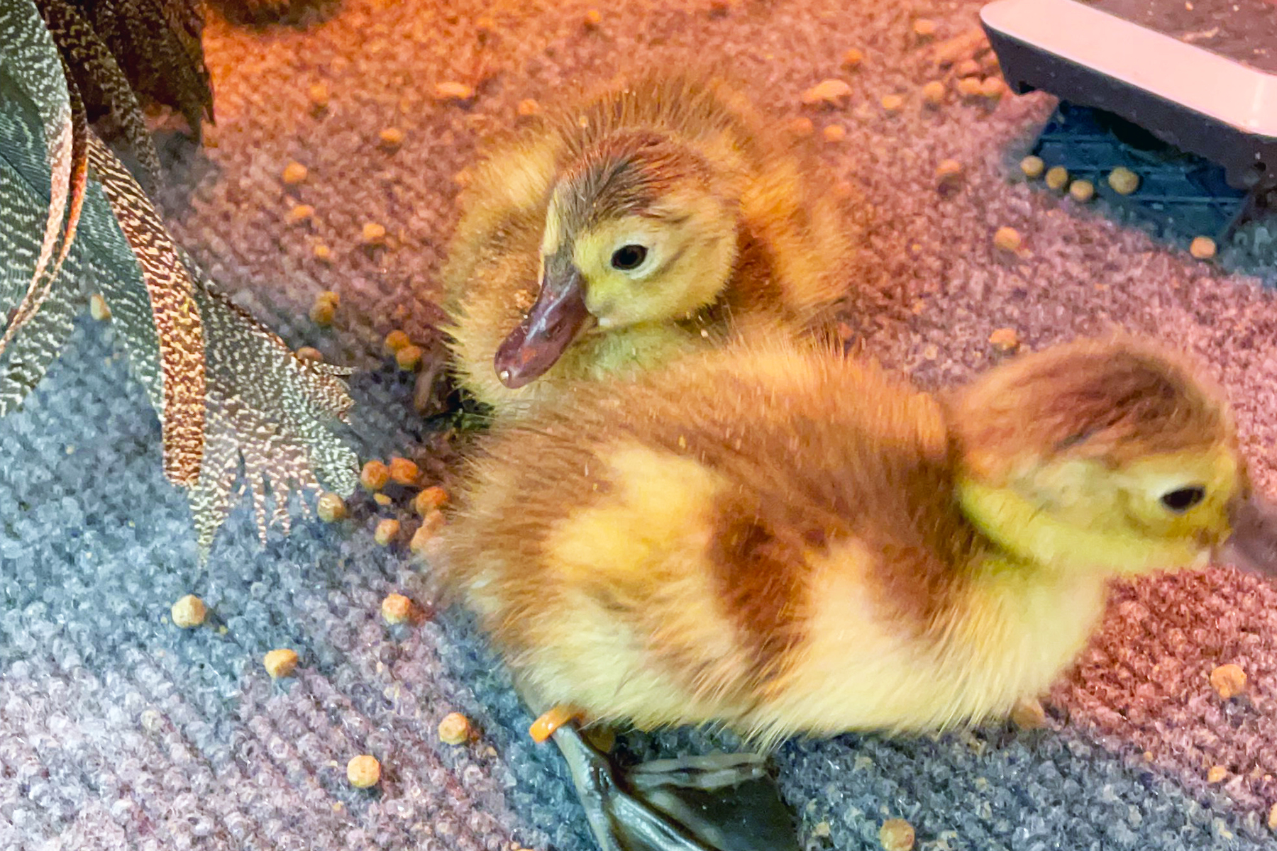 American wigeon ducklings