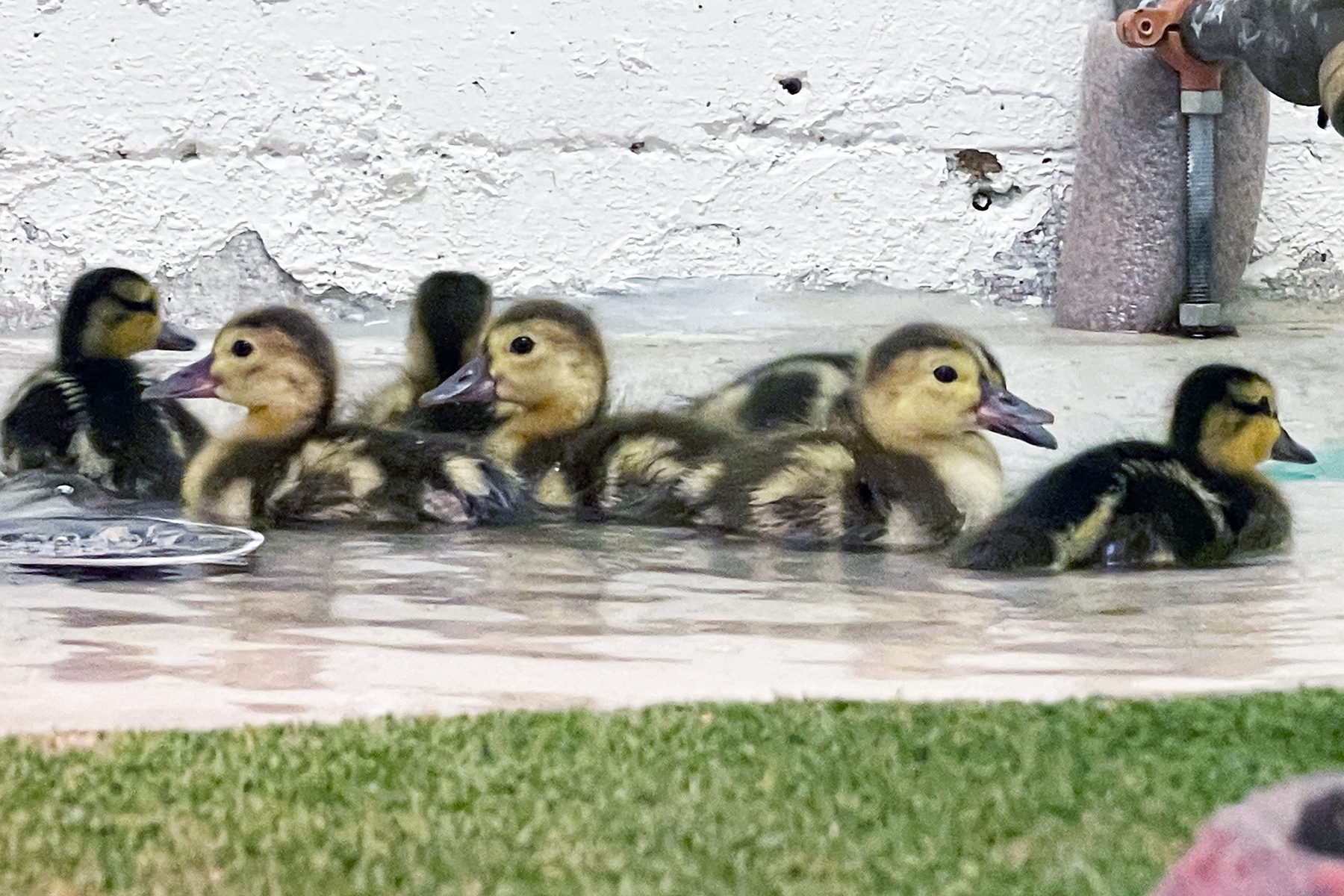 A flock of American wigeon ducklings swim in a shallow pool behind the scenes at the Bird House.