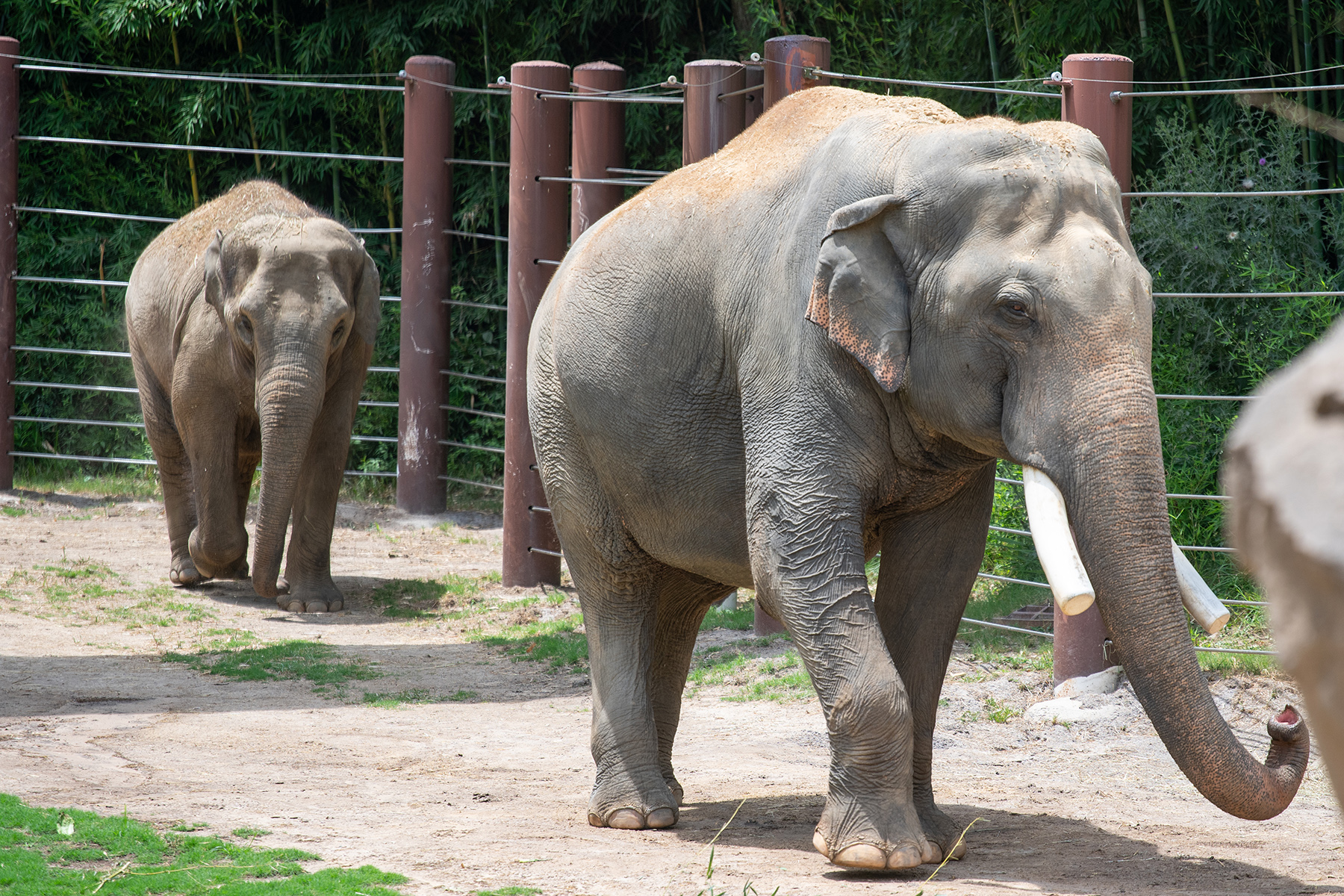 Asian elephants Spike (foreground) and Trong Nhi explore their outdoor habitat.