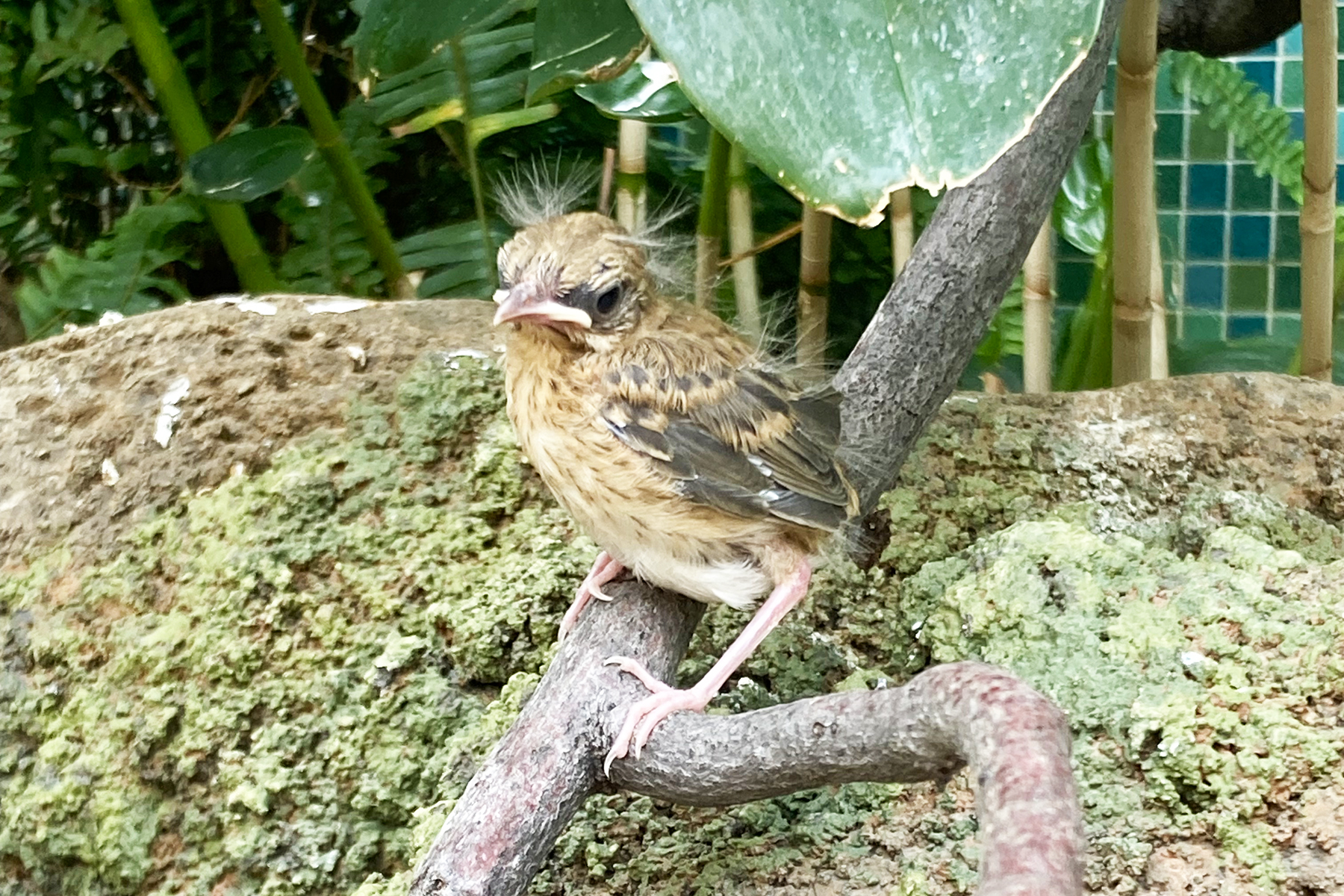 An ovenbird chick perched on a branch in the Bird House's Coffee Farm Aviary.