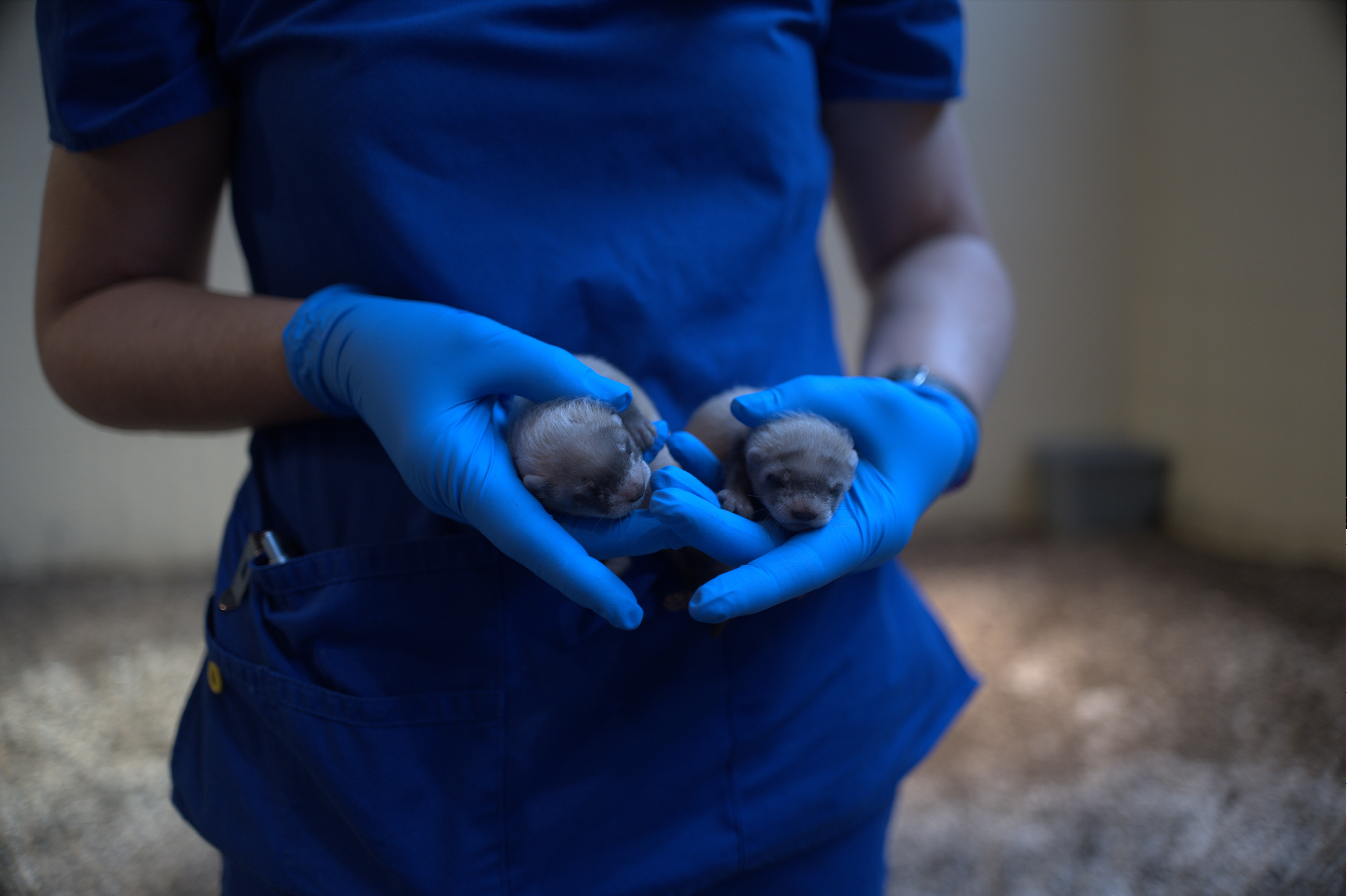 Gloved hands hold two baby ferrets.