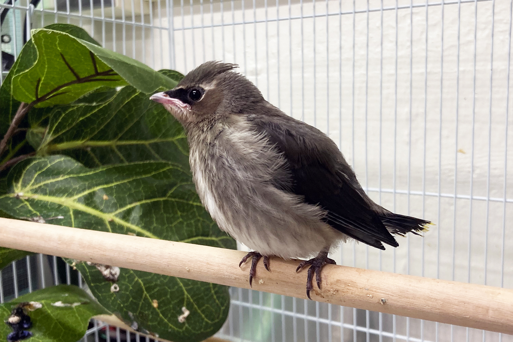 A cedar waxwing chick on a perch behind-the-scenes at the Bird House.