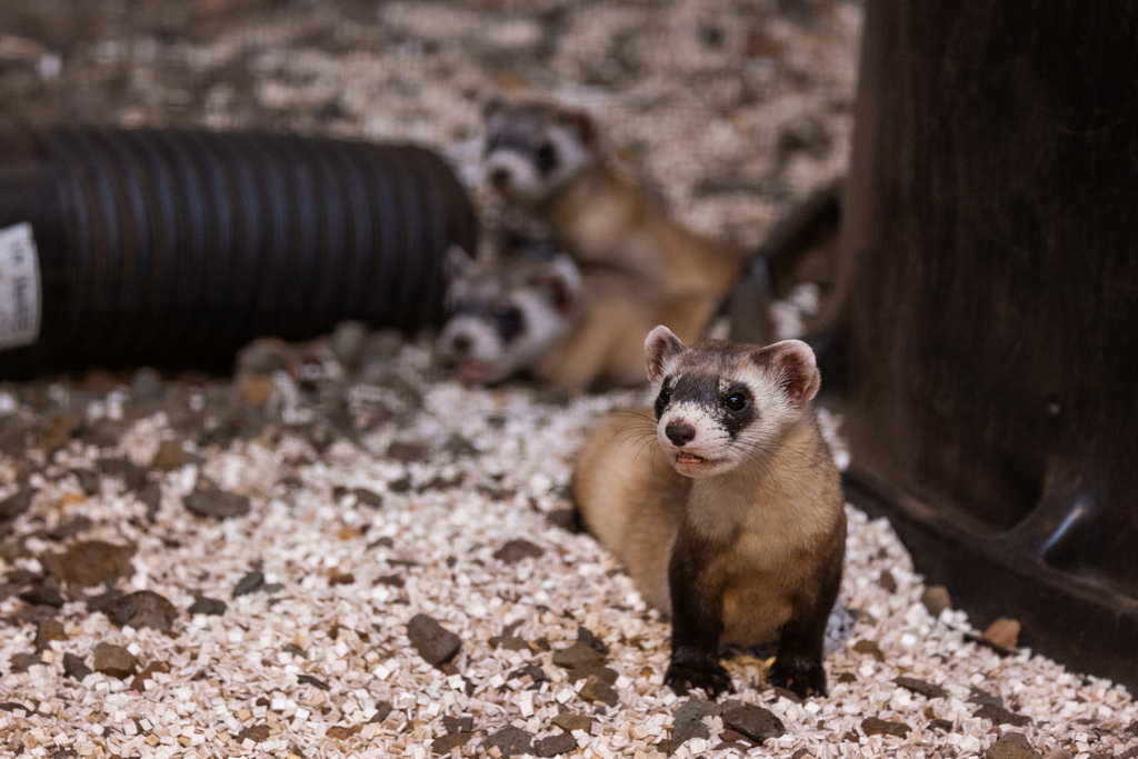 Aristides and her kits watch from inside their habitat area.