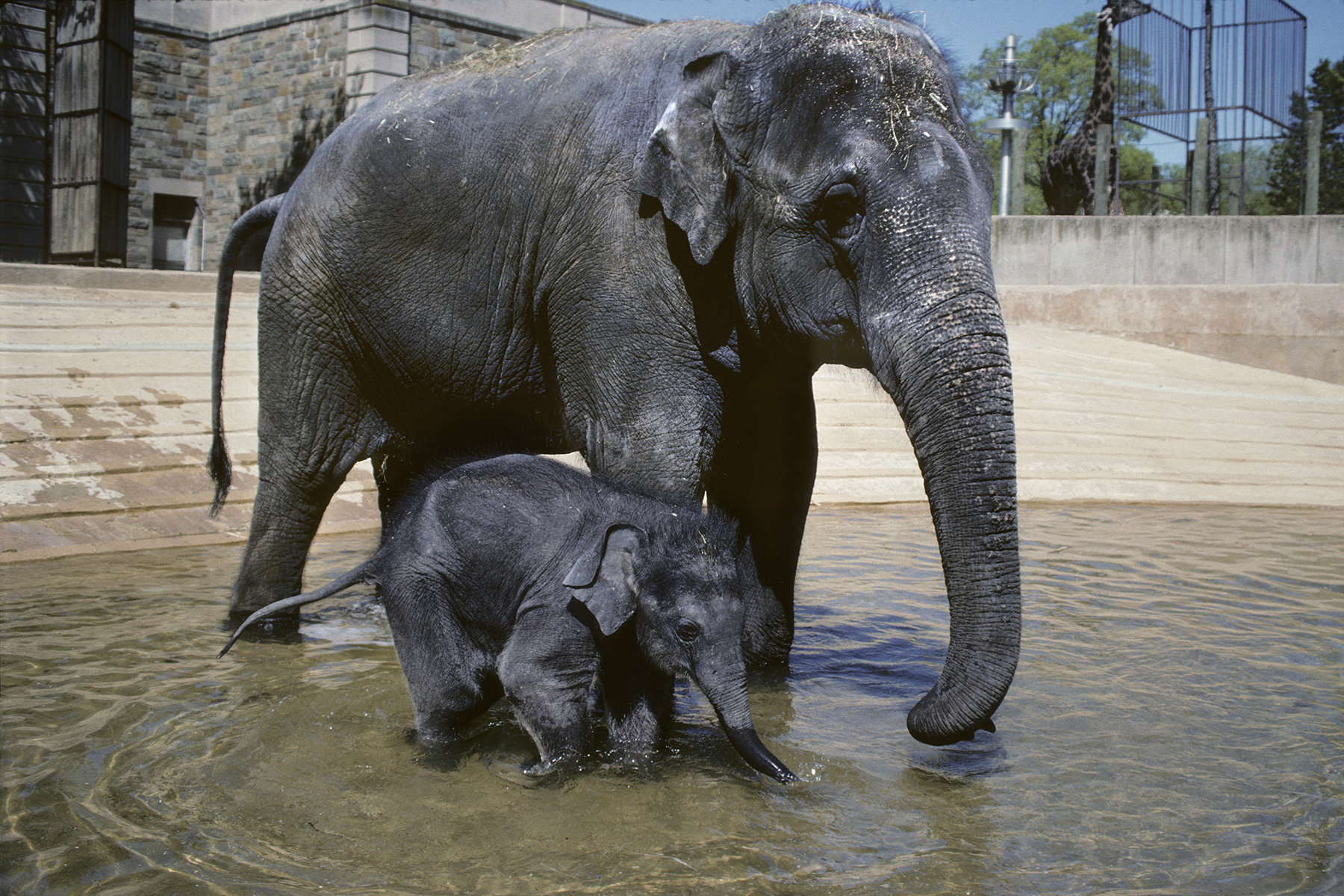 Asian elephants Shanthi and her daughter Kumari enter a pool in their outdoor habitat on April 1, 1994.