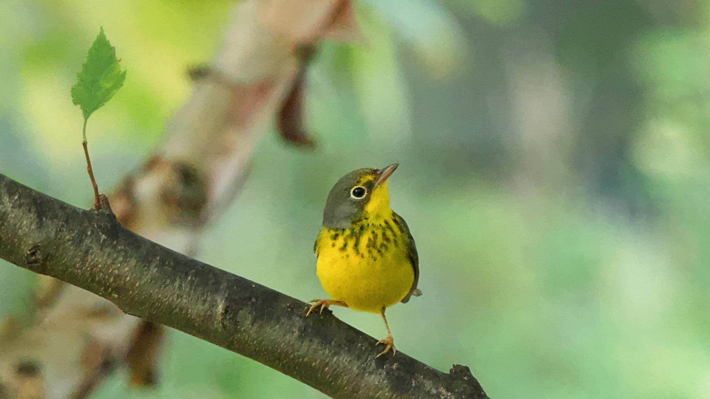 a Canada Warbler perching on a branch