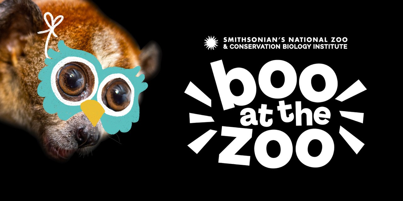 Boo at the Zoo logo next to a pygmy slow loris wearing an illustrated owl mask.