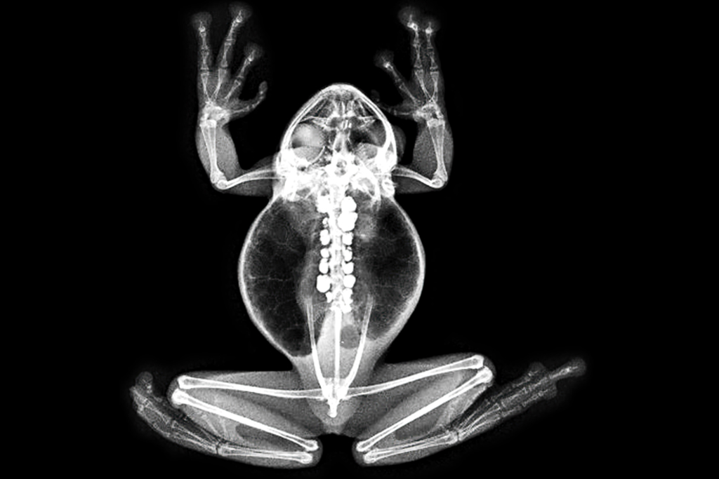 X-ray image of a coronated tree frog