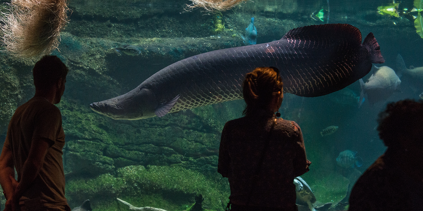 Visitors in front of the arapaima tank at the Amazonia exhibit.