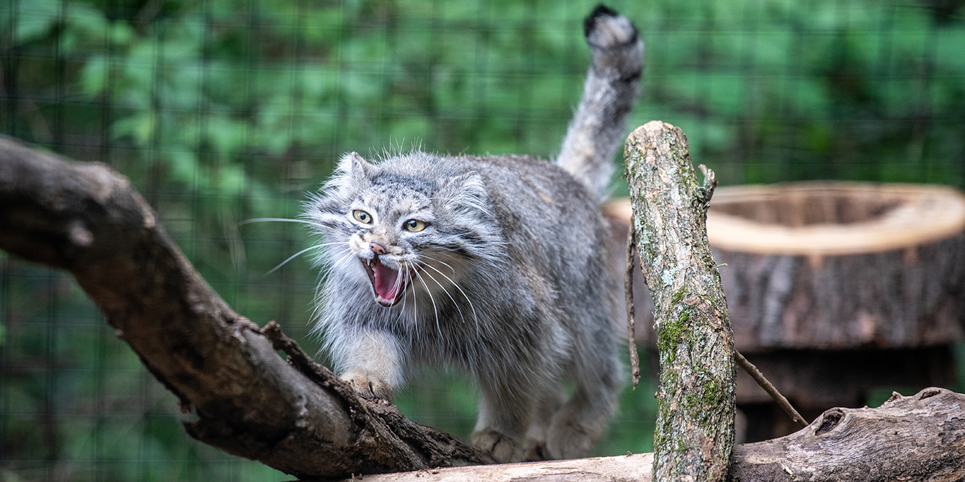 Pallas's cat bares its teeth while walking along a branch.