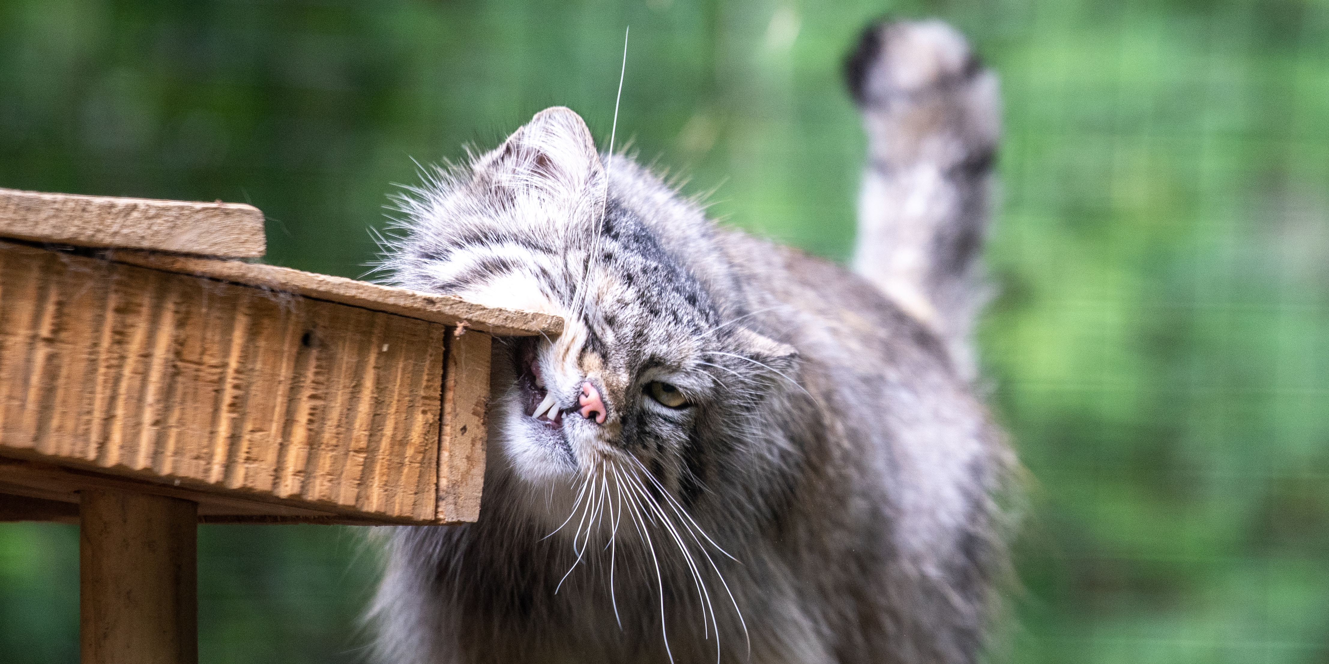 Pallas's cat rubs its cheek on a wooden corner edge.