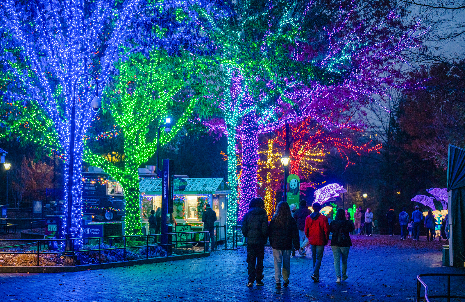 The Zoo's main walkway, illuminated by thousands of bright holiday lights.