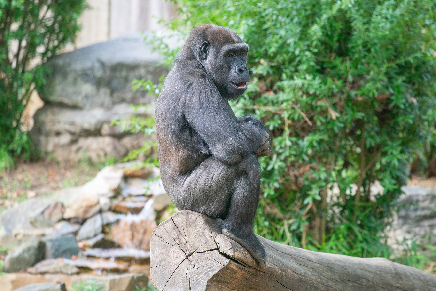 Western lowland gorilla Moke sits atop a log in his outdoor habitat.