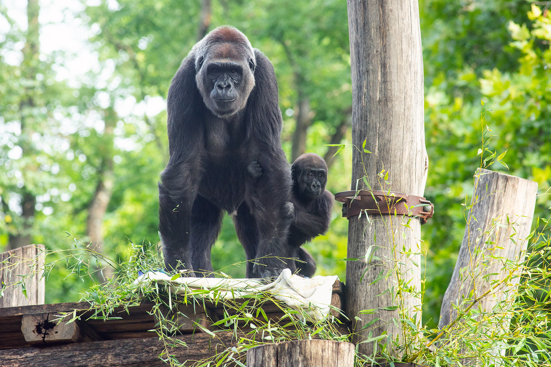 Western lowland gorillas Calaya and Zahra atop the climbing structure in their outdoor habitat.