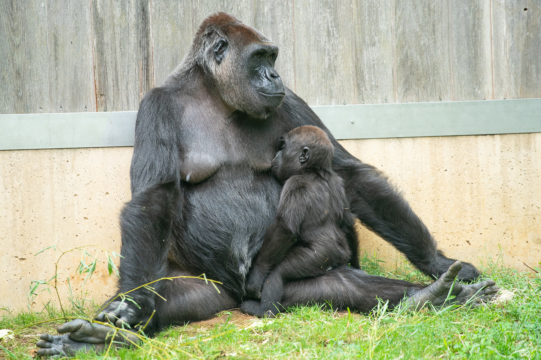 Western lowland gorilla Zahra nurses from her mother, Calaya.