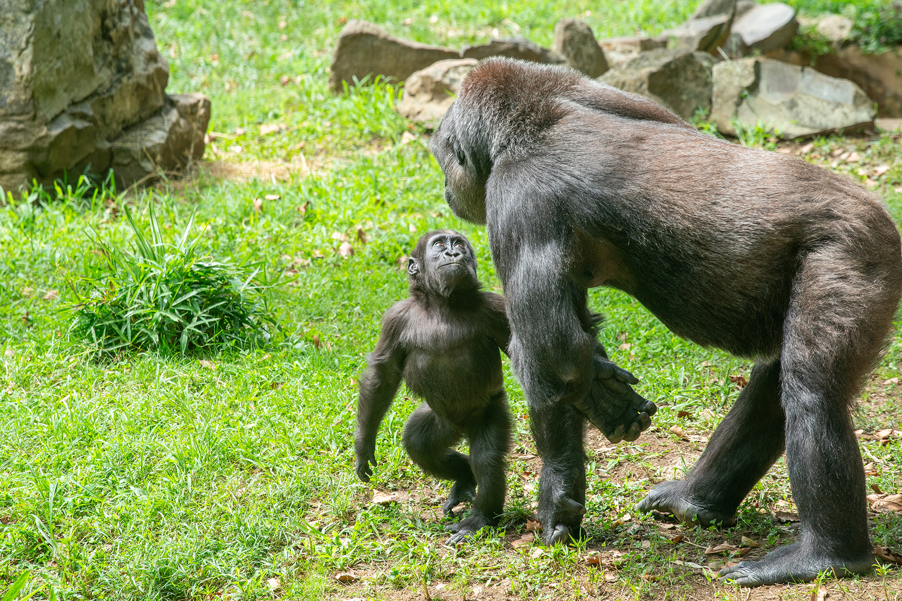 Western lowland gorilla Zahra looks up at her mother, Calaya, as they forage for food in their outdoor habitat.