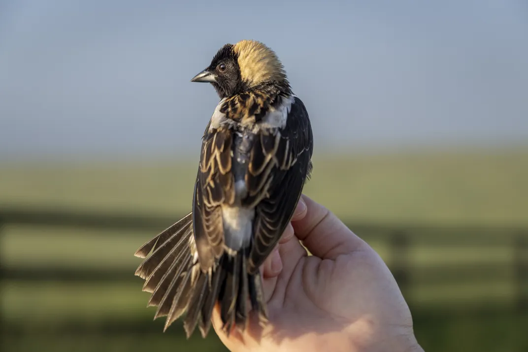 Close up photo of a bobolink, which is a small black, brown and yellow bird. 