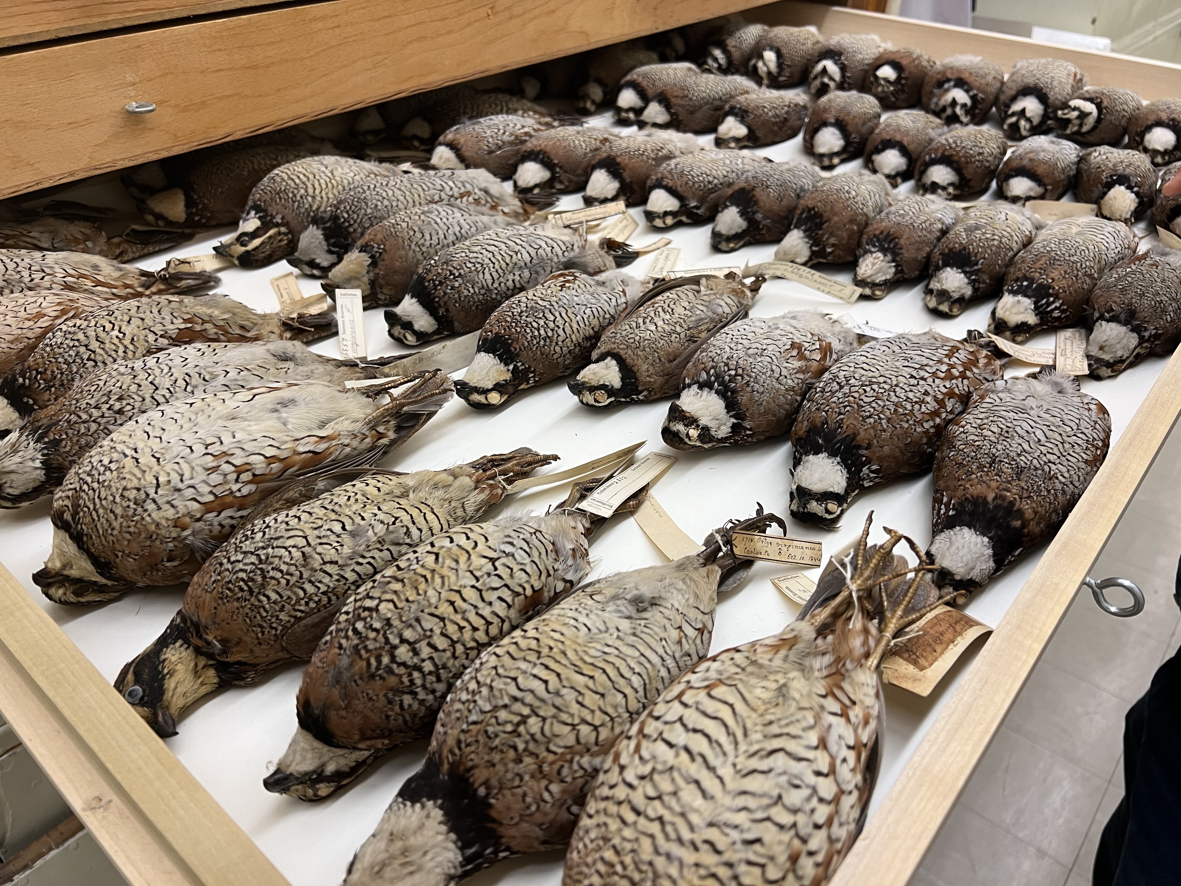 Photo of a drawer containing neatly organized preserved quail specimens.