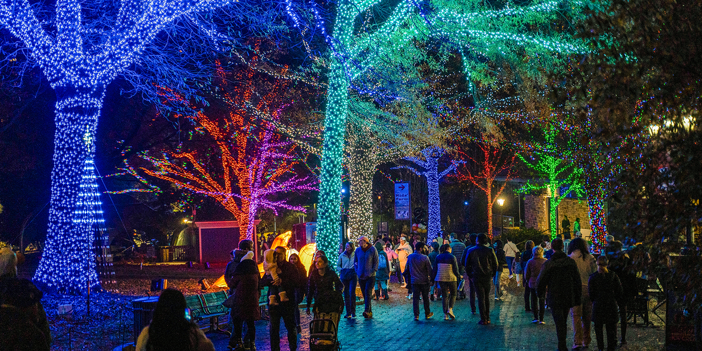 Visitors stroll down a path with illuminated, decorated trees surrounding them.