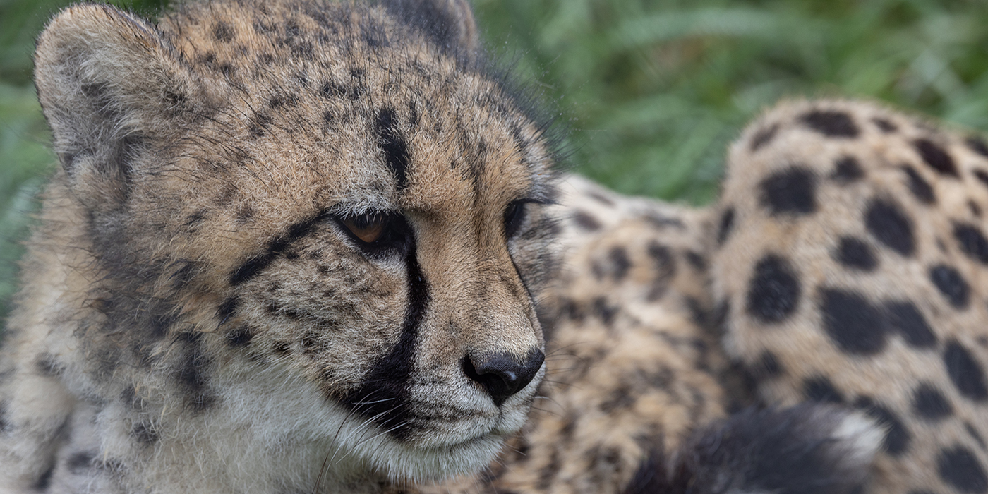 Closeup of cheetah cub Freya