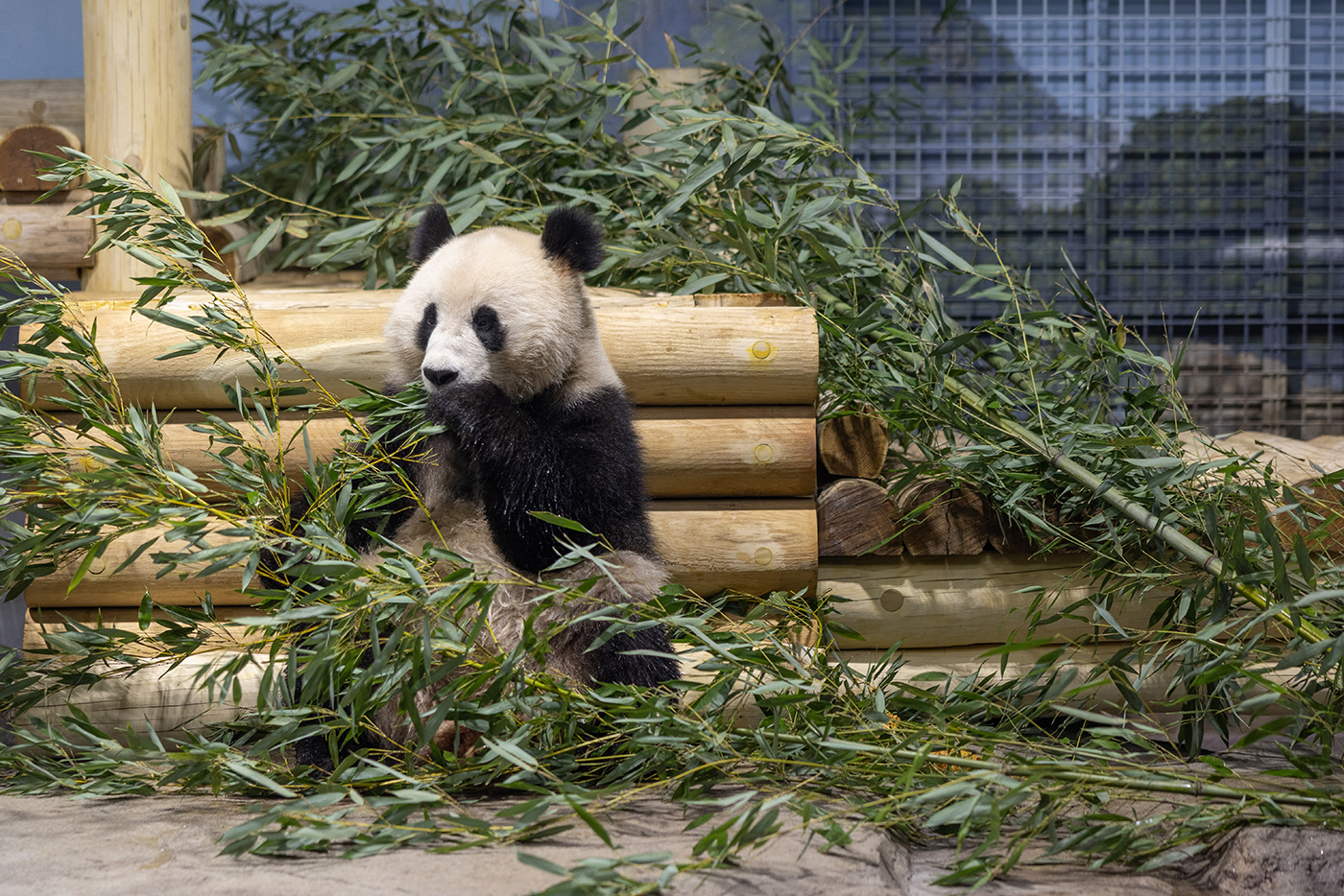 A panda eats bamboo while leaning next to her climbing structure.