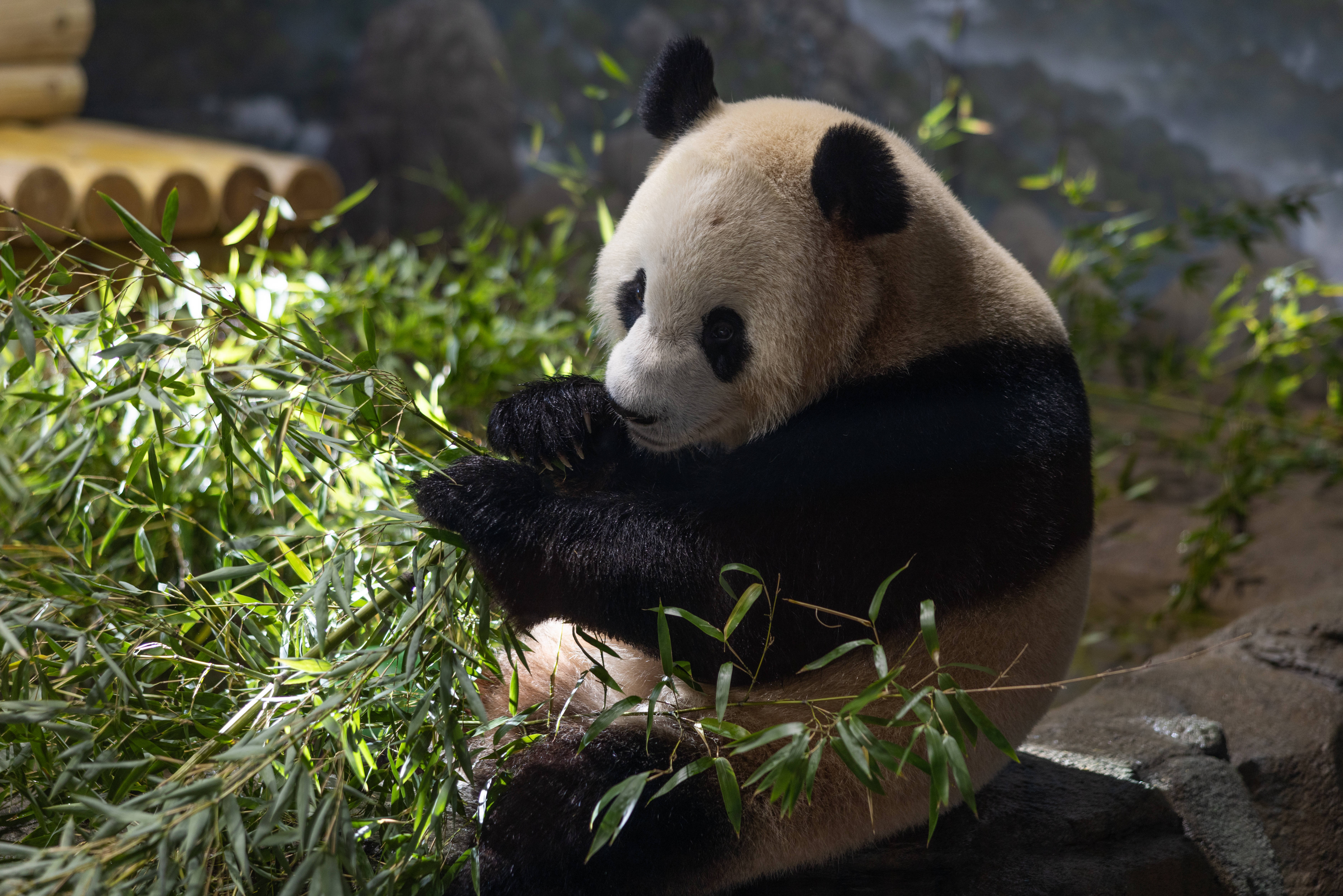 Giant panda munches on a massive pile of bamboo.